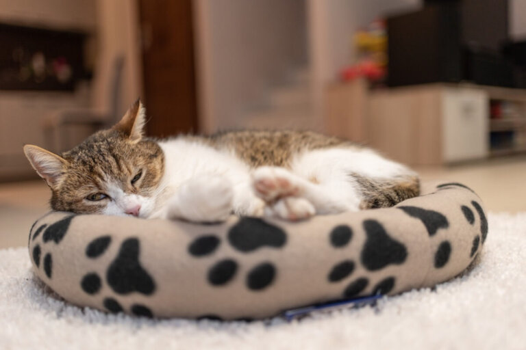 ¿Dónde debe dormir tu gato?