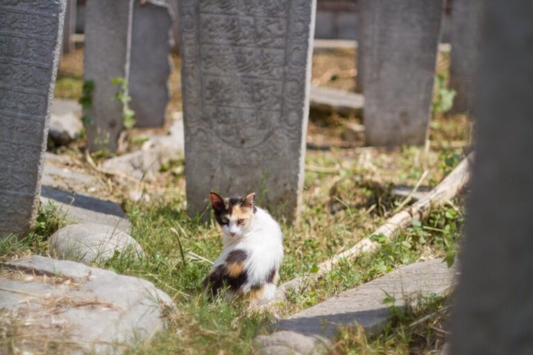13 síntomas de que un gato va a morir