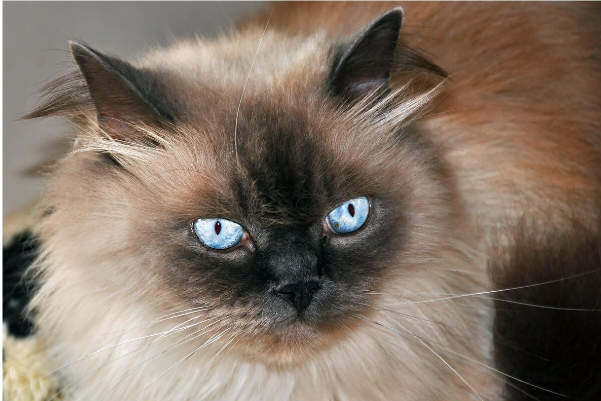 Una delle razze di gatti più delicate.