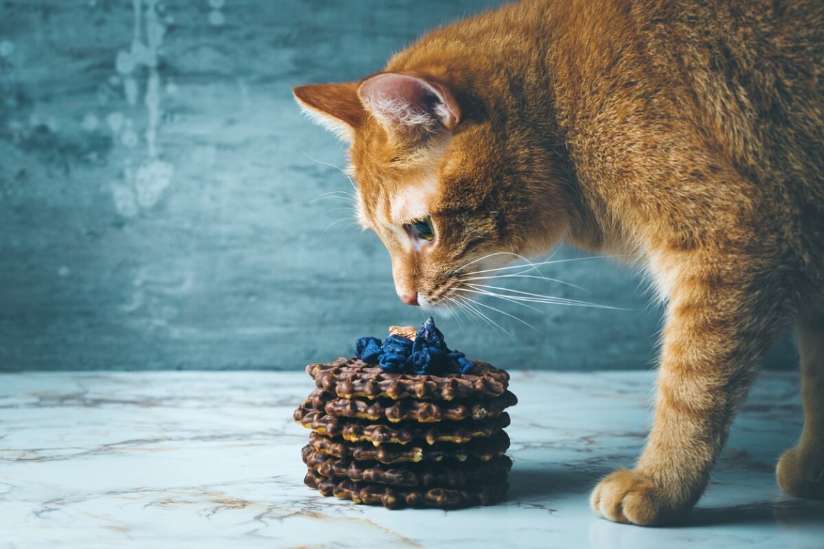 Un gato huele chocolate.