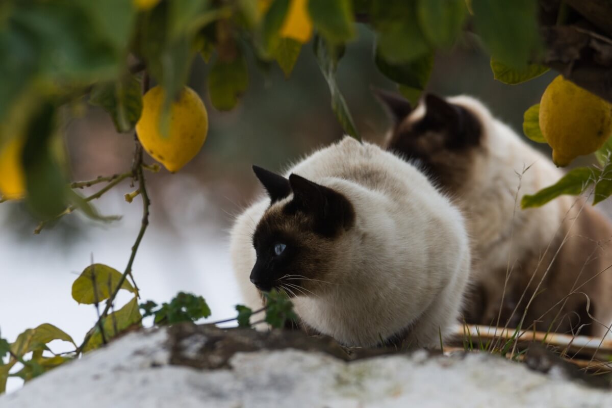 A cat in a lemon tree.