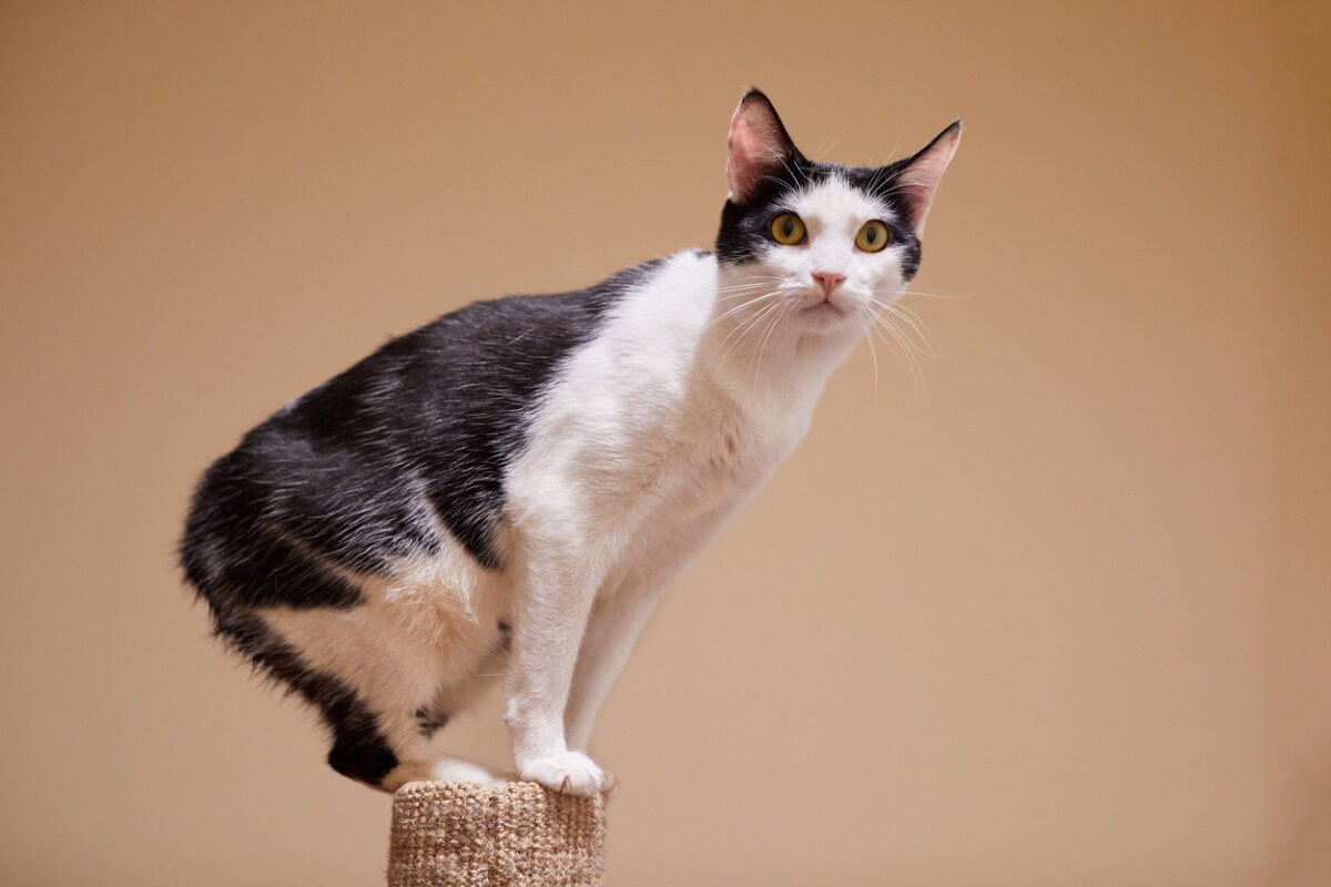 Uno de los gatos a los que les gusta el agua