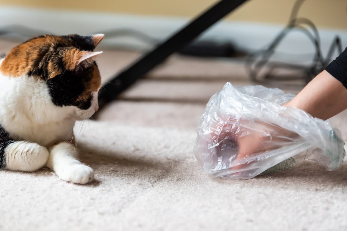 A cat and its poo.
