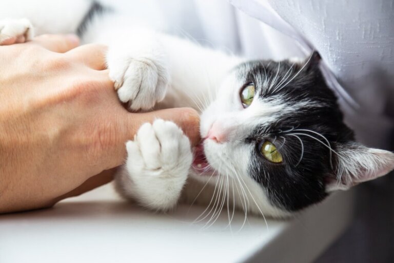¿Por qué tu gato te muerde mientras duermes?