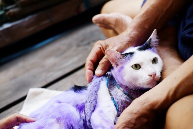 15 cosas comunes que podrían matar a tu gato