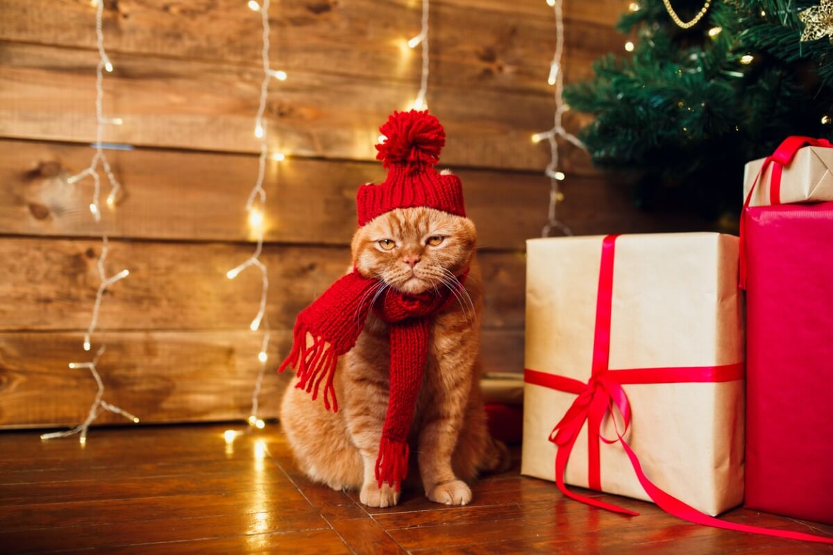 Un gato vestido en navidad.