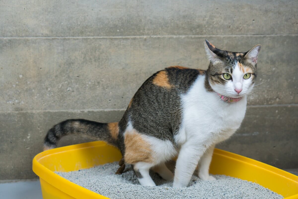 Um gato sentado em sua caixa de areia.