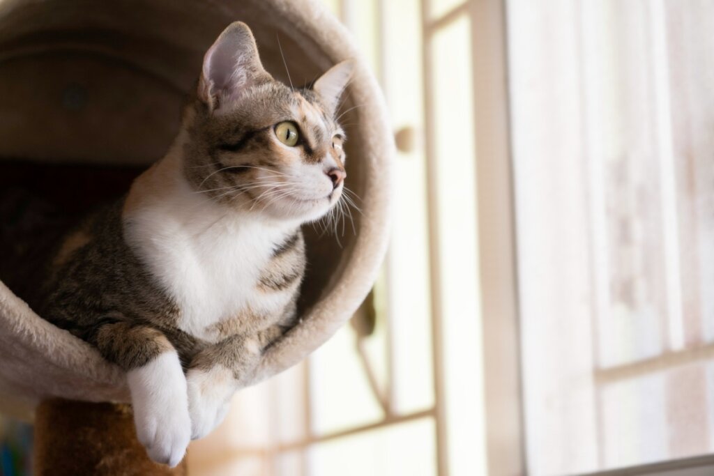 Un gato sentado en un juguete.