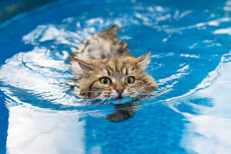 6 razas de gatos a los que les gusta el agua