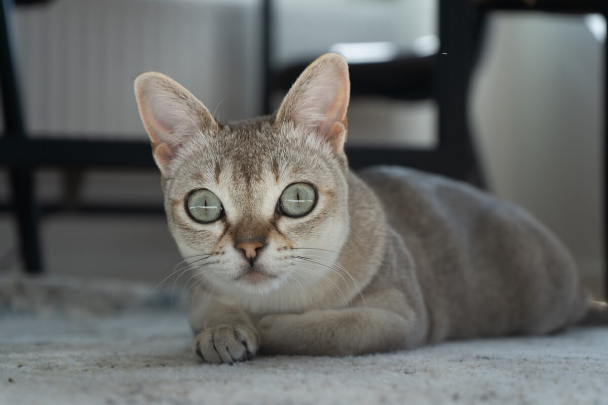 Um gato de Cingapura.