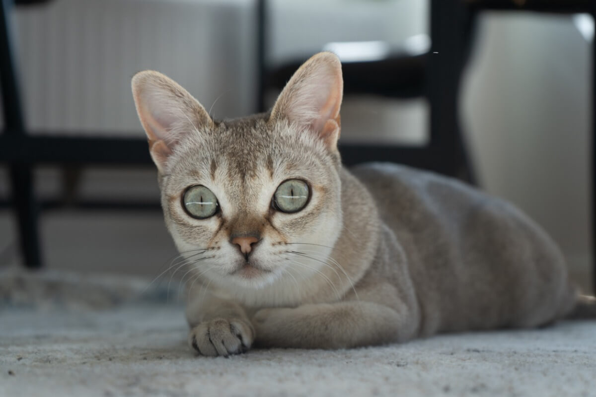 Un gato singapura.