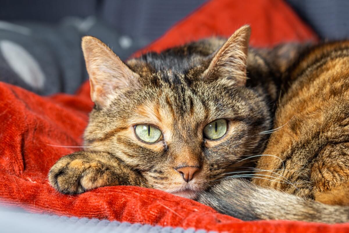 La ansiedad por separación también es un problema en gatos.