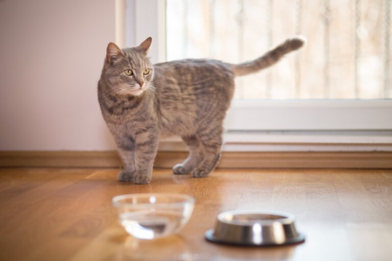 Mi gato no bebe agua, ¿qué puedo hacer?