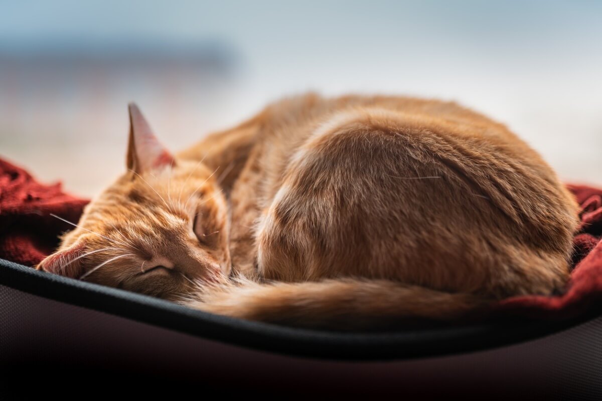 En katt sover sött.