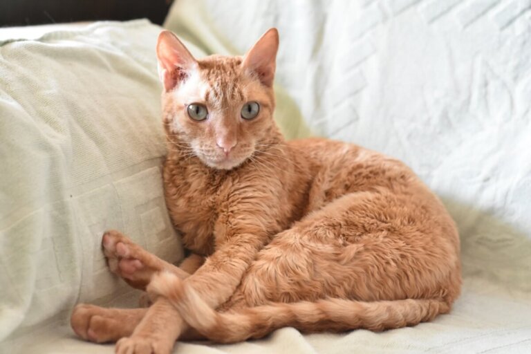 Gato ural rex: todo sobre esta raza