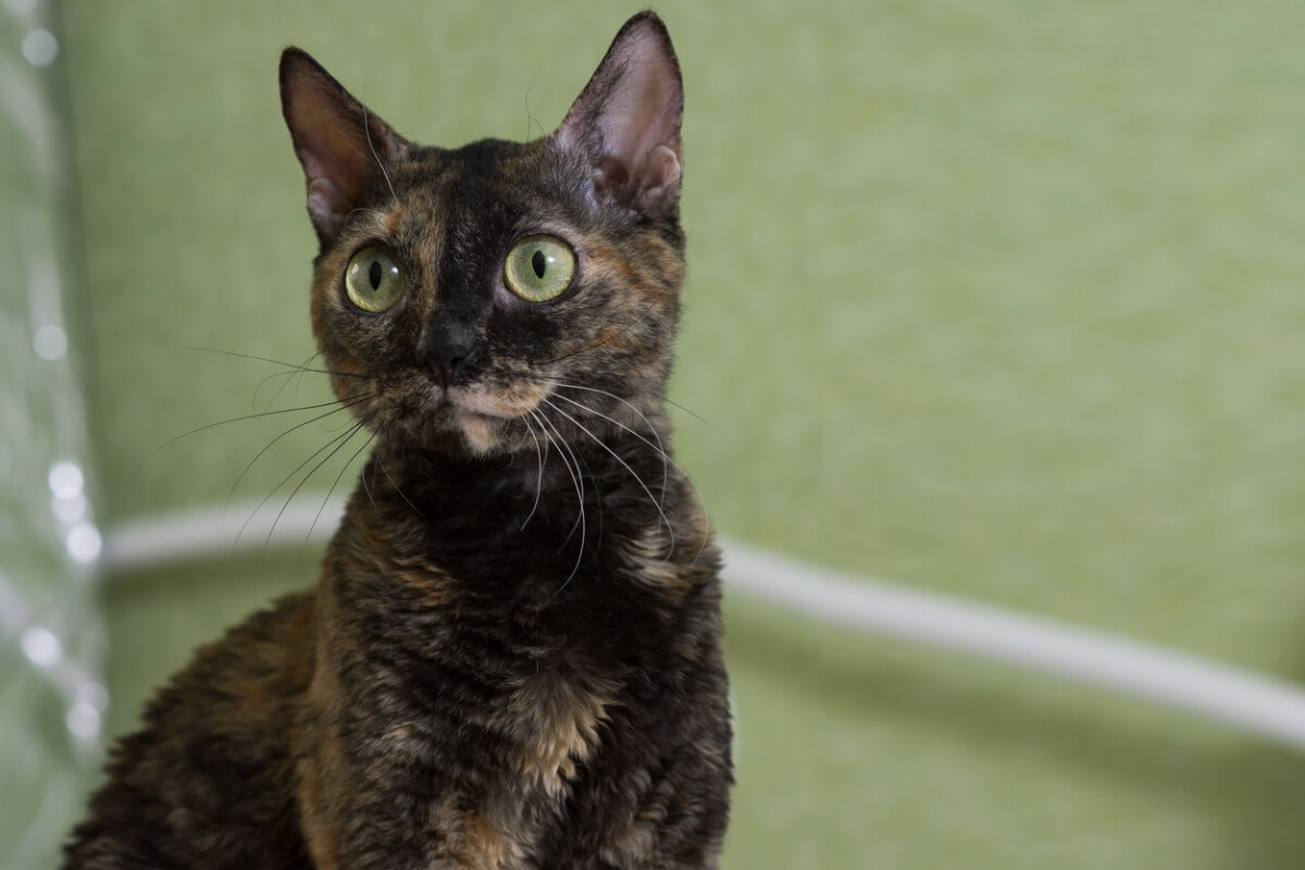 Un cucciolo di gatto Ural Rex.