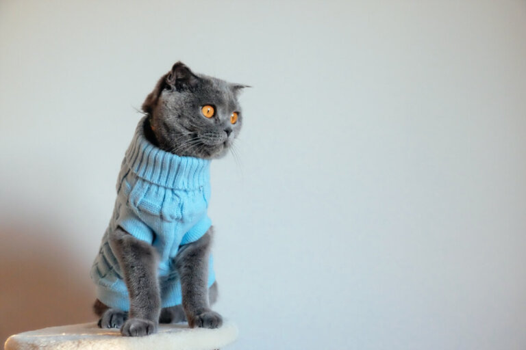 ¿Por qué no se le debe poner ropa a los gatos?