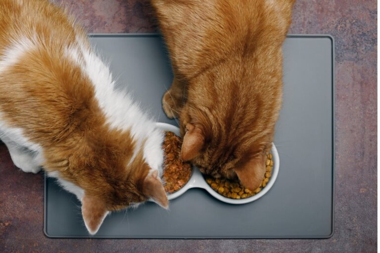 ¿Por qué mi gato se come la comida del otro gato?