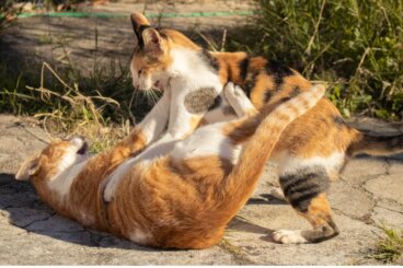 ¿Cómo separar a dos gatos que están peleando?