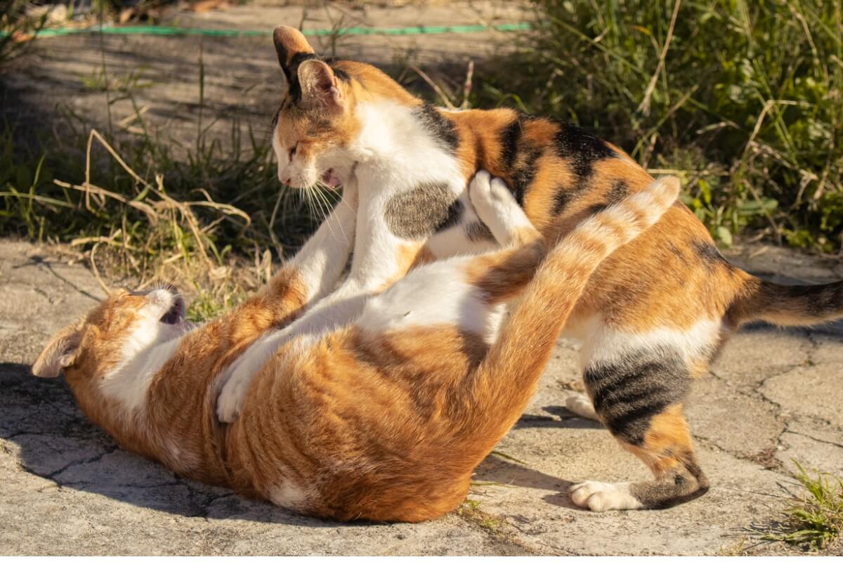¿Cómo separar a dos gatos que están peleando?