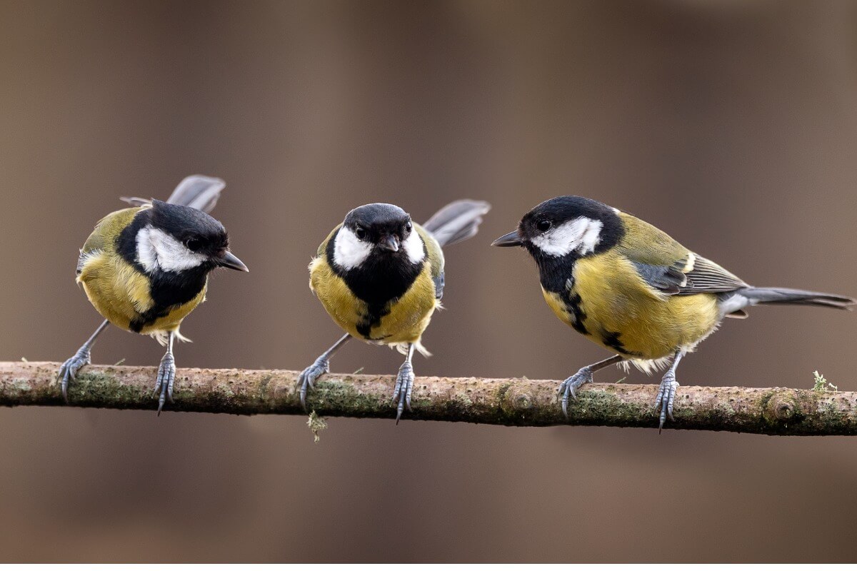 Un gruppo di cince tra i rami.