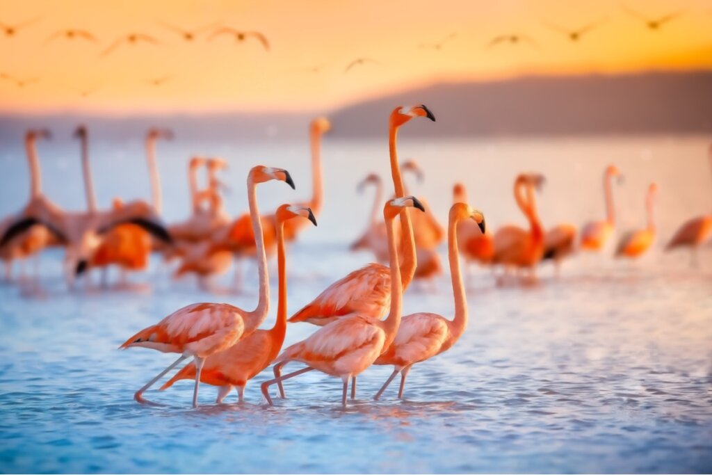 Un grupo de flamencos en méxico.