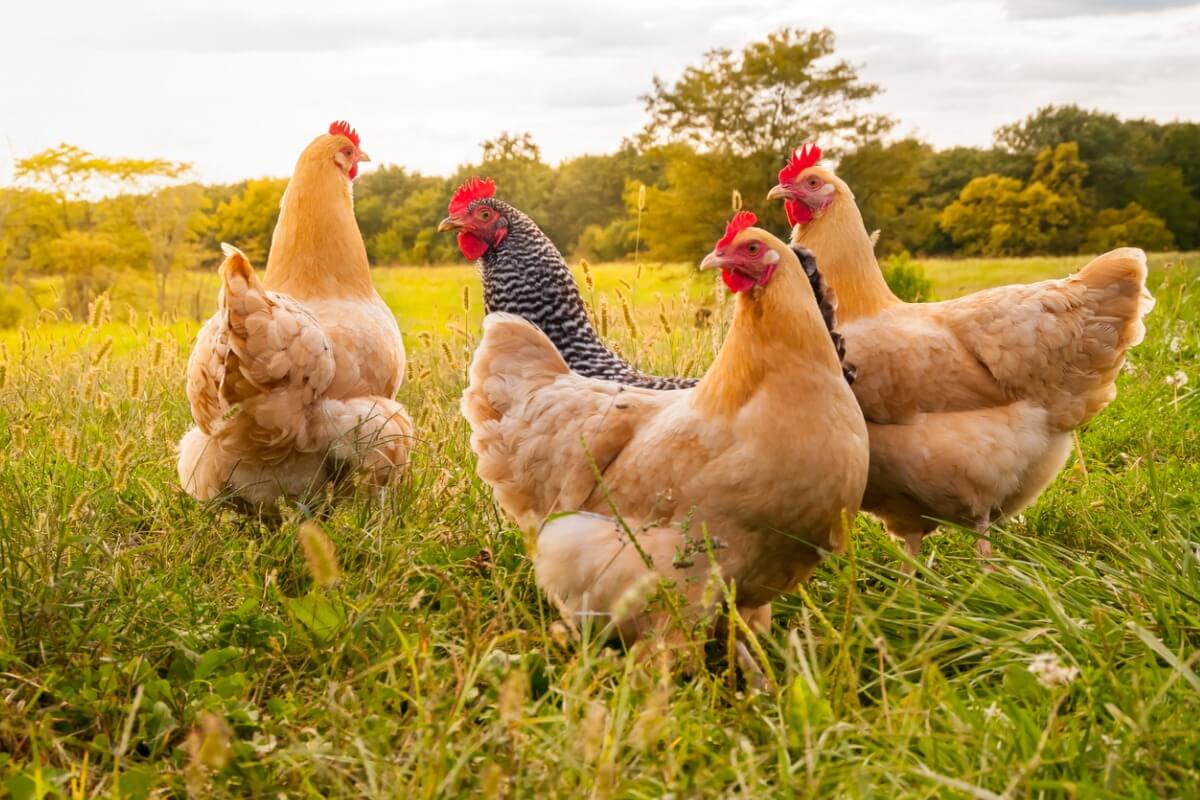 Sapete come vengono allevati i polli?