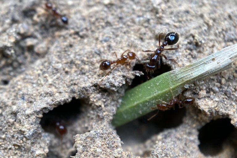 ¿Cómo ahuyentar hormigas?