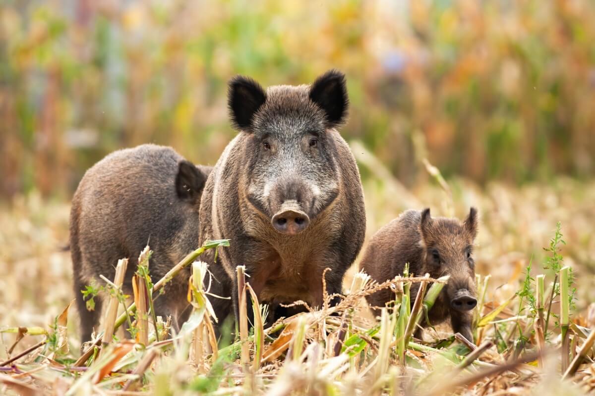 A group of wild boar.