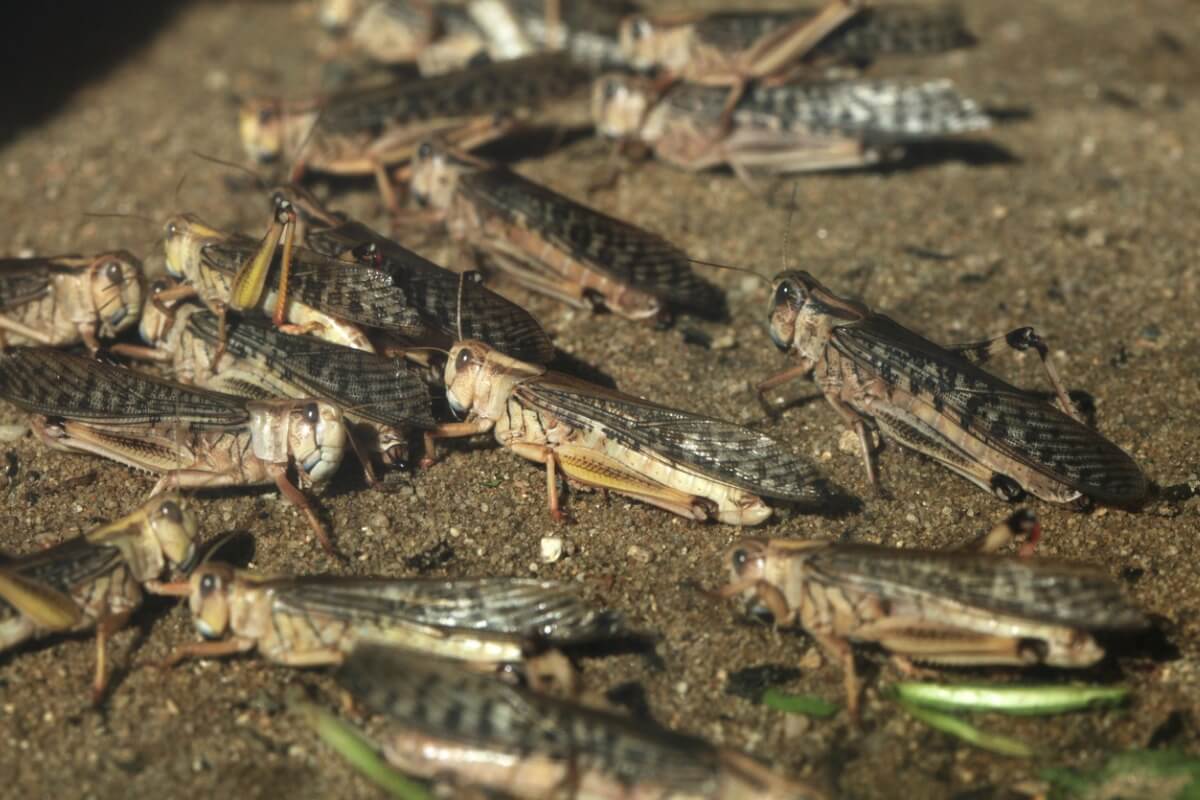 A group of locusts.