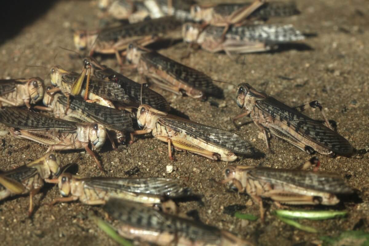 Un grupo de langostas.