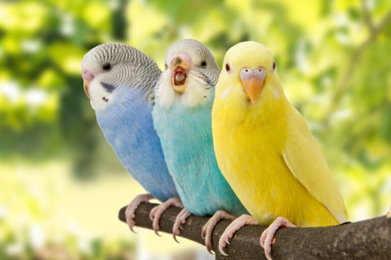 5 signos de que tu pájaro está contento