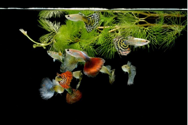 ¿Cómo se reproduce el pez guppy?