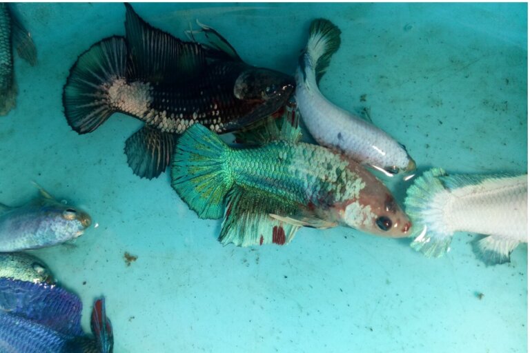 Gusano Lernea en peces: síntomas y tratamiento