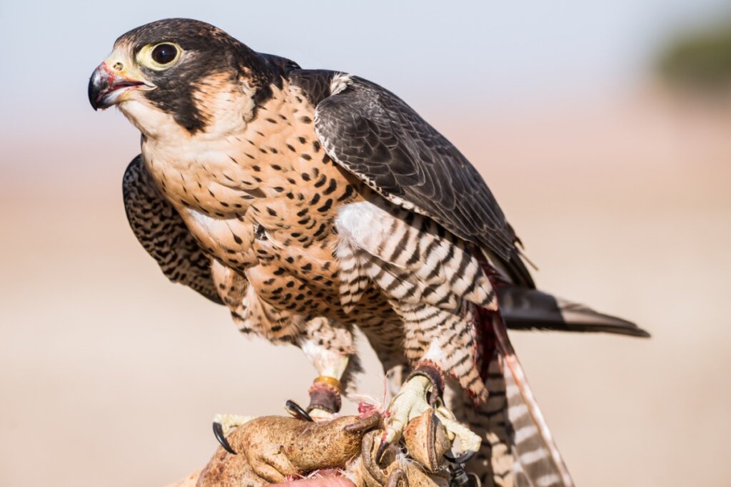 ¿Qué comen los halcones?