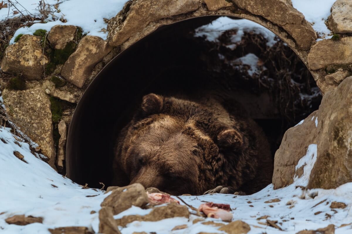 Un exemple de l'hibernation des ours.