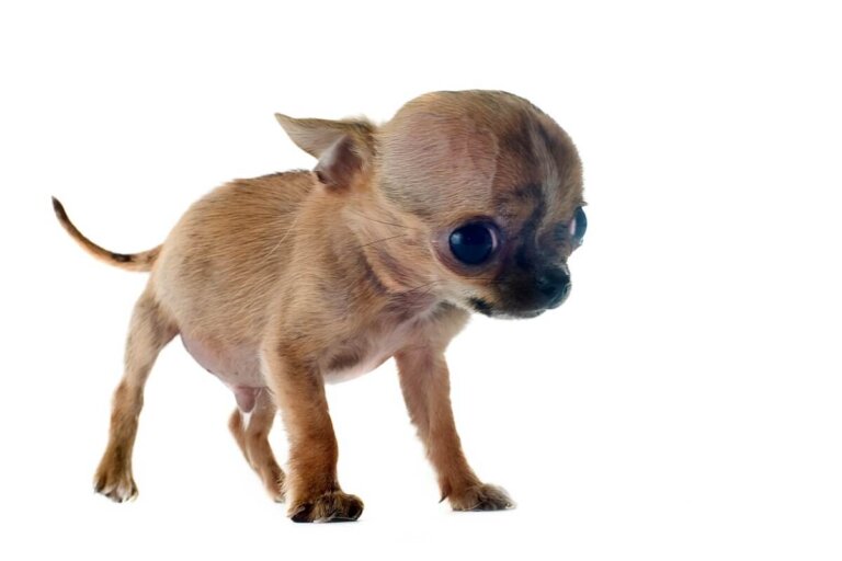 Hidrocefalia en perros: síntomas y cuidados