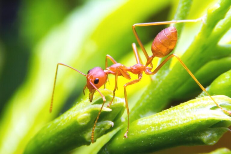 Hormiga de fuego: hábitat y características
