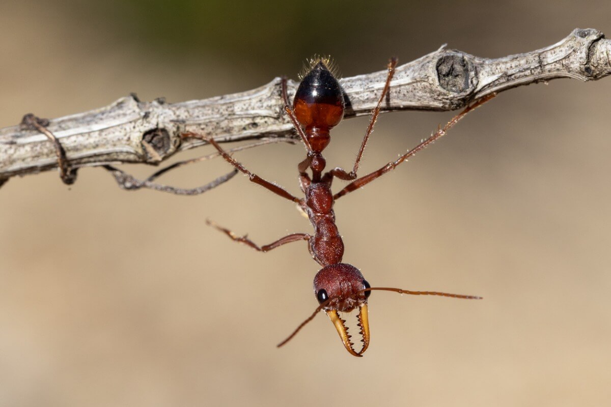 La hormiga más peligrosa del mundo.