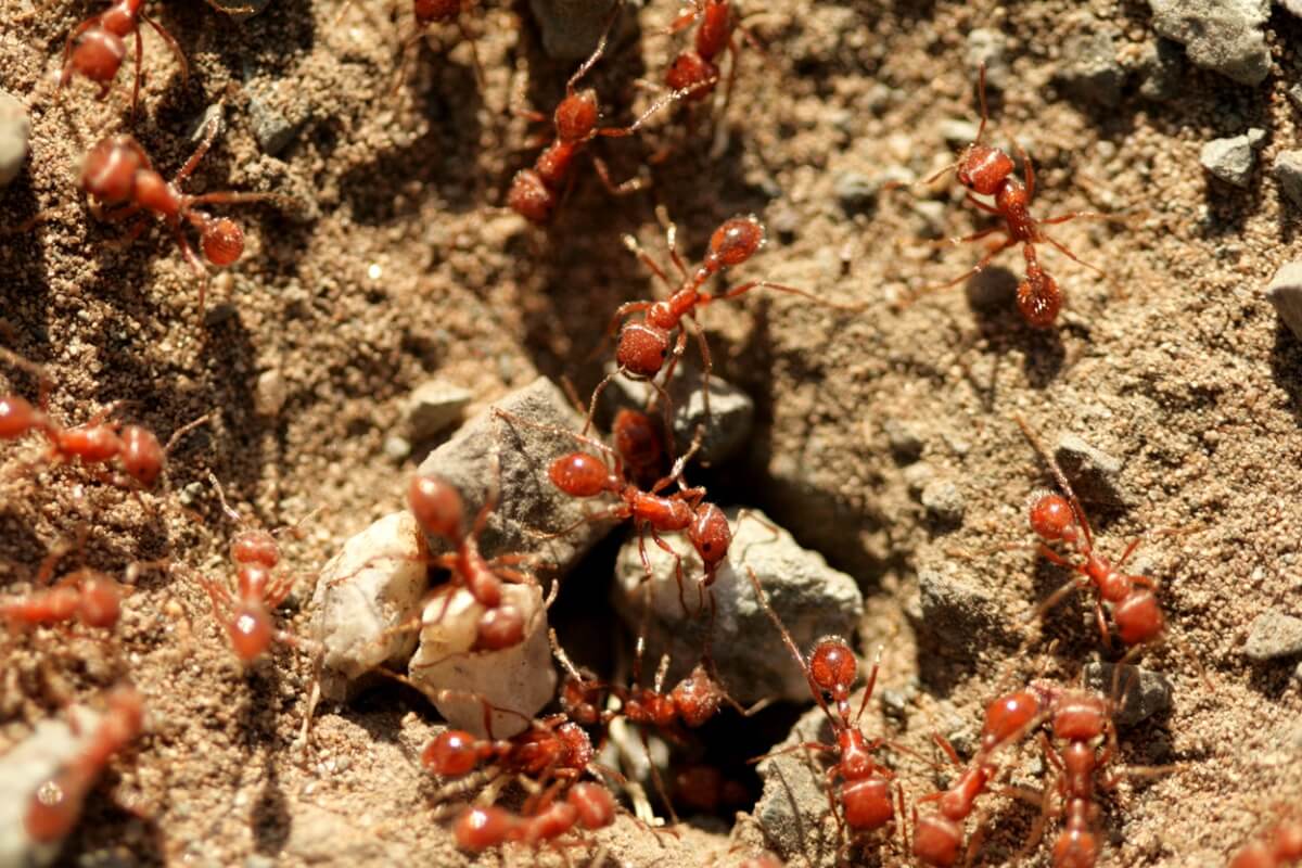 Hormigas de fuego.