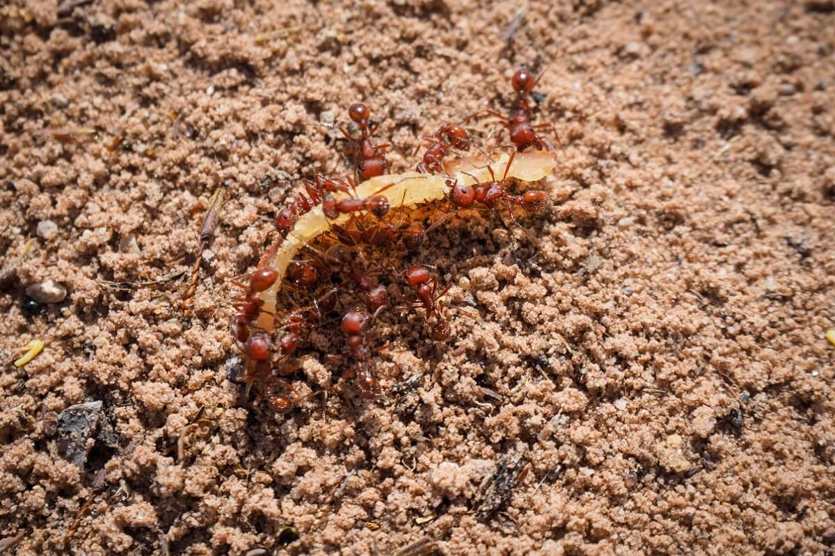 Hormigas de fuego.