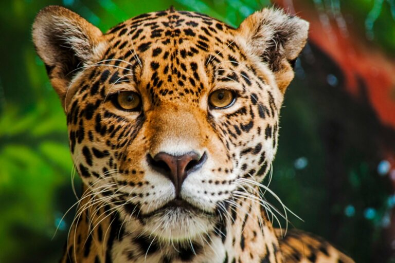 Los 15 animales más peligrosos del Amazonas