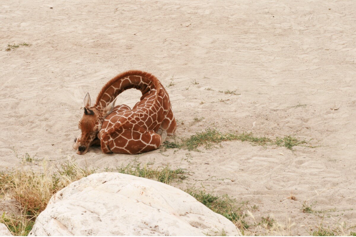 A giraffe sleeping.