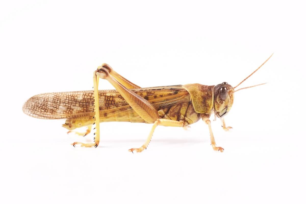 10 Kuriositäten über Heuschrecken