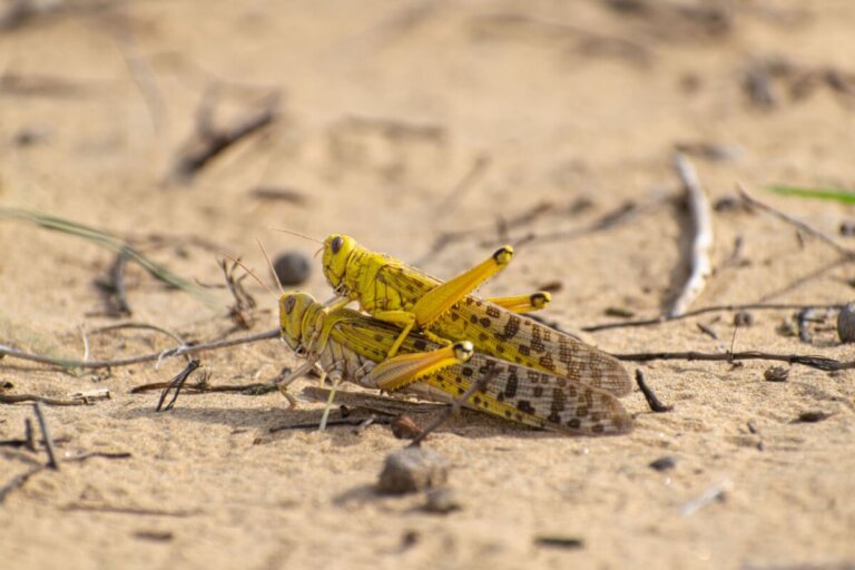 10 curiosidades de las langostas (insectos)