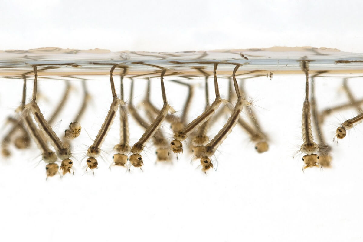 Un grupo de larvas de mosquito en el agua.