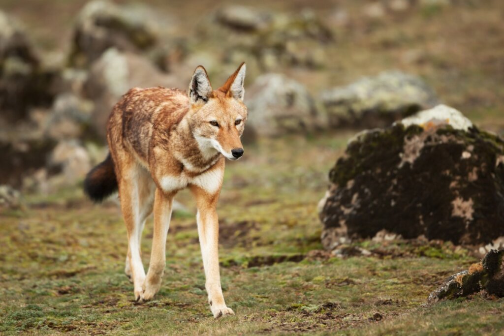 Un lobo etíope sobre un fondo verde.