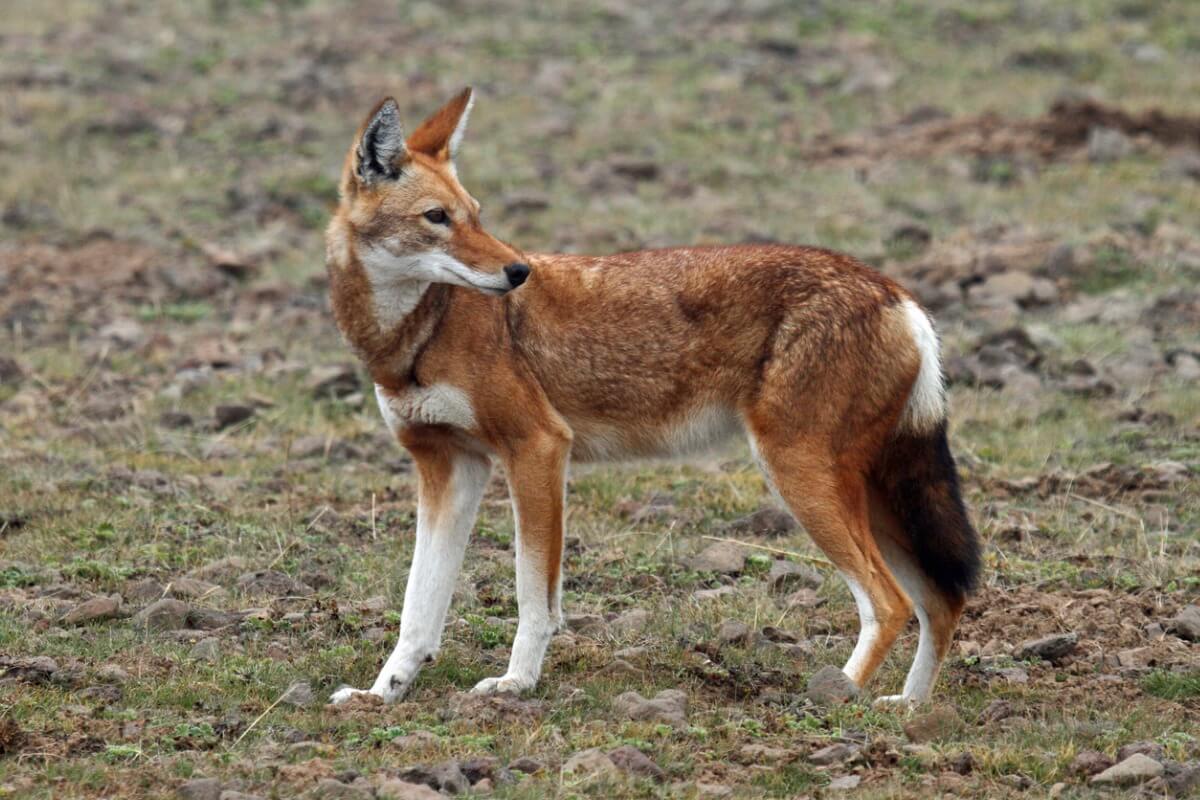 Un lobo etíope.