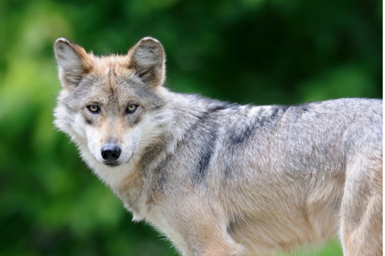 5 curiosidades de los aullidos de los lobos