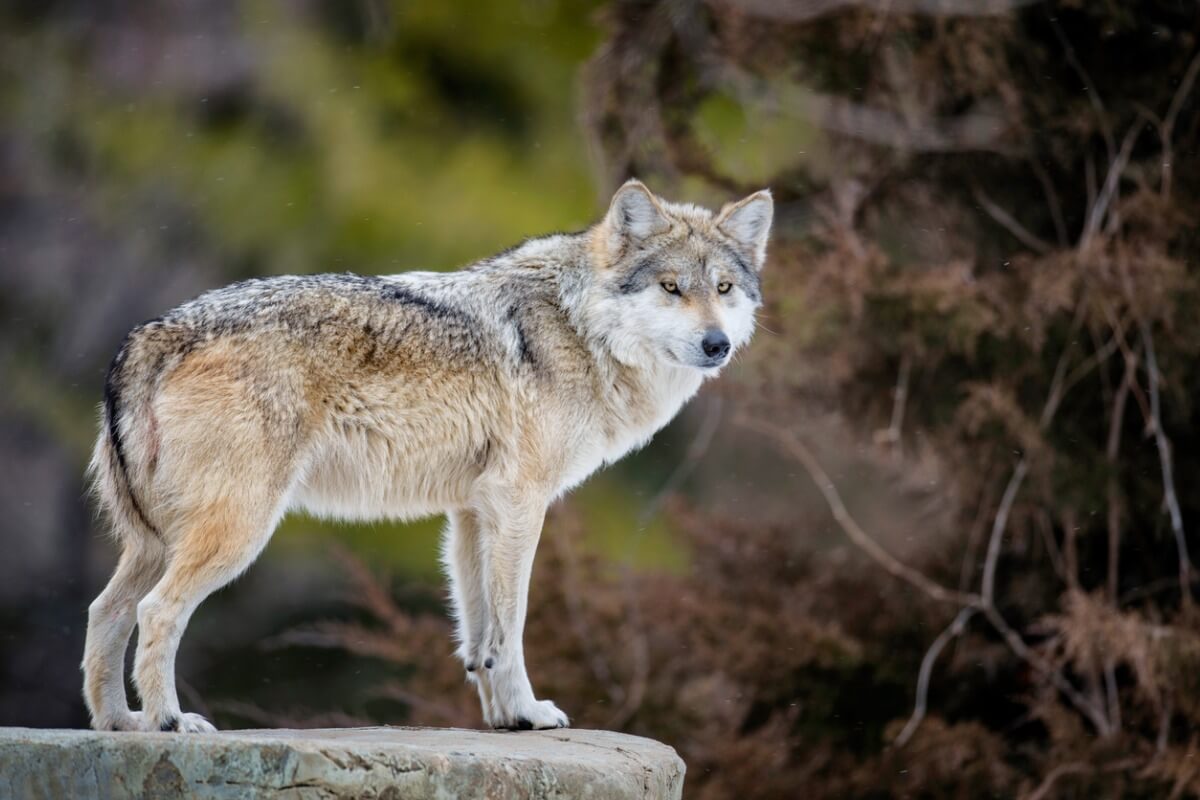 Un lobo mexicano en peligro de extinción.